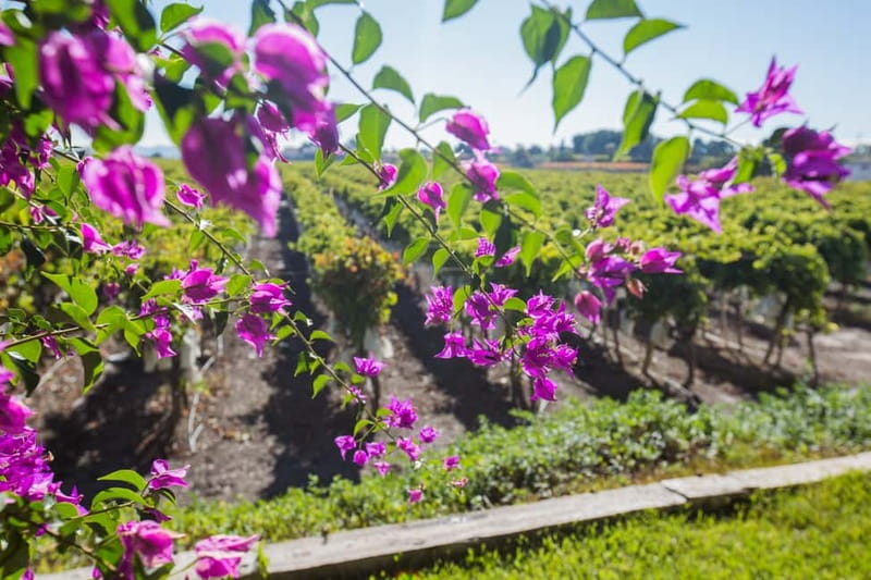 Alicante: Countryside Wine Tour with 4 Tastings - Final Thoughts