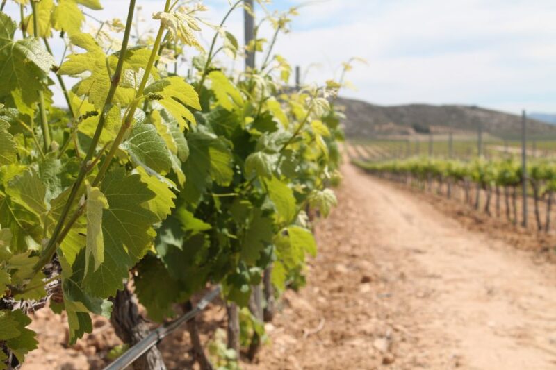 Alicante: Guided Tour of Local Winery & Wine Tasting - Experience and Learning Opportunities