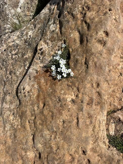 Alicante, Torrevieja Hiking Tour with Snacks - Why This Tour Is Worth It