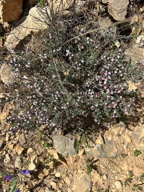 Alicante, Torrevieja Hiking Tour with Snacks - Practical Tips for Participants