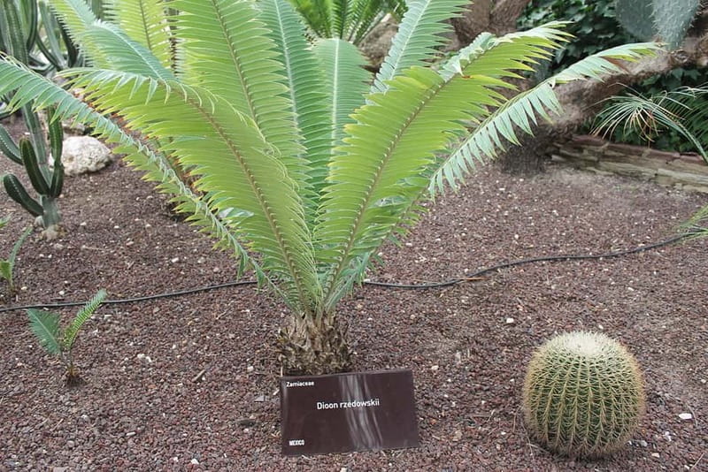 Alicante: UNESCO Heritage Palm grove & Artistic Garden Tour - The Palms – A UNESCO Treasure