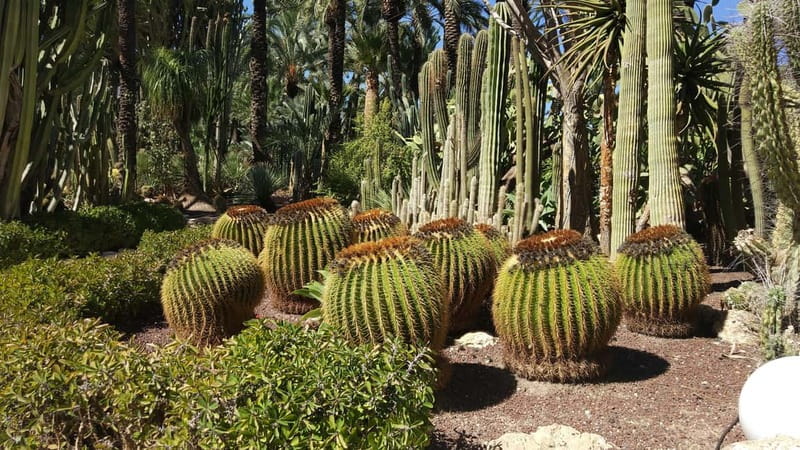 Alicante: UNESCO Heritage Palm grove & Artistic Garden Tour - What’s Included and What’s Not