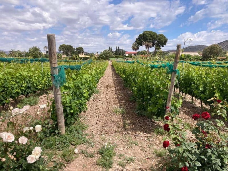 Alicante: Wine tasting tour with transfer - The Authentic Experience