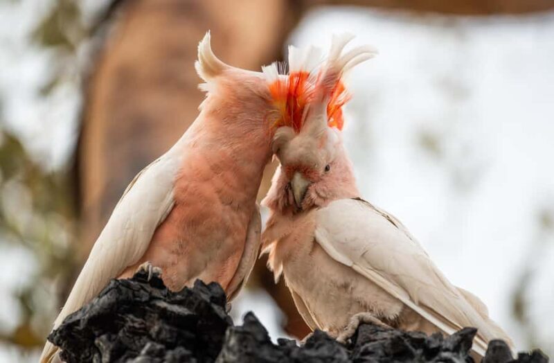 Alice Springs: Desert Park Entry Ticket - Is It Worth the Price?