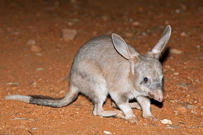 Alice Springs Desert Park Nocturnal Tour - The Sum Up