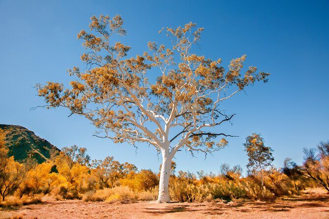 Alice Springs to Ross River Resort: A Self-Guided Outback Drive - An Authentic Outback Experience on Your Terms
