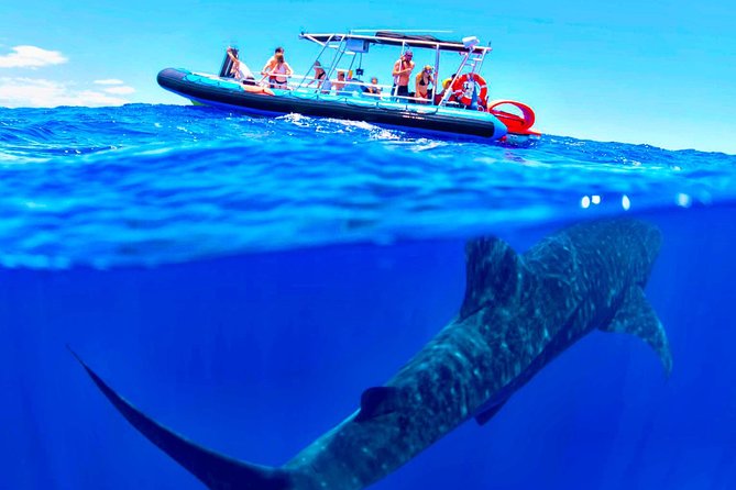 Alii VIP Whale Tour - Health and Safety Guidelines