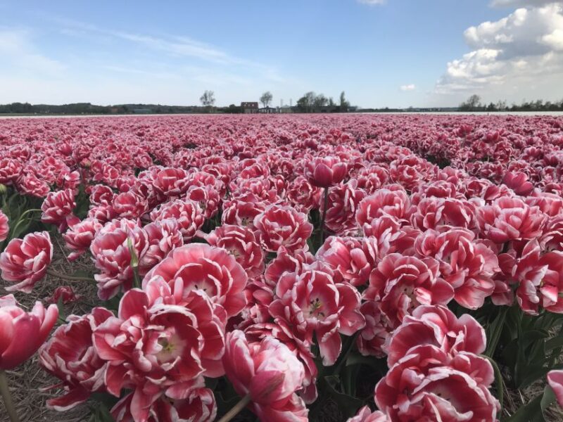 Alkmaar: Tulip and Spring Flower Fields Bike Tour - Good To Know