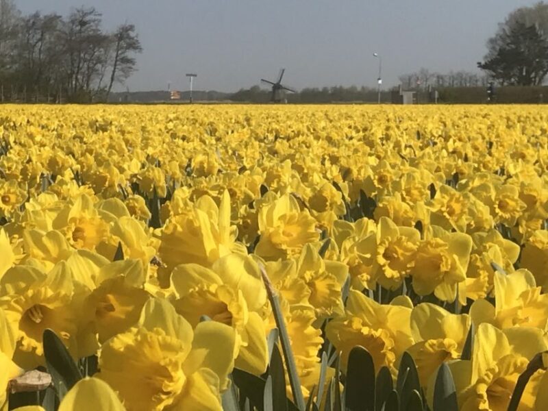 Alkmaar: Tulip and Spring Flower Fields Bike Tour - Booking Your Experience