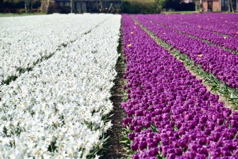 Alkmaar: Tulip and Spring Flower Fields Bike Tour - Highlights of the Journey