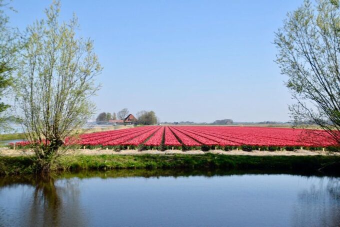 Alkmaar: Tulip and Spring Flower Fields Bike Tour - Meeting Point Details
