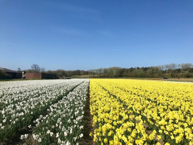Alkmaar: Tulip and Spring Flower Fields Bike Tour - Additional Tips for Travelers