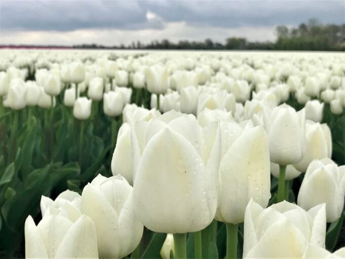 Alkmaar: Tulip and Spring Flower Fields Bike Tour - Frequently Asked Questions