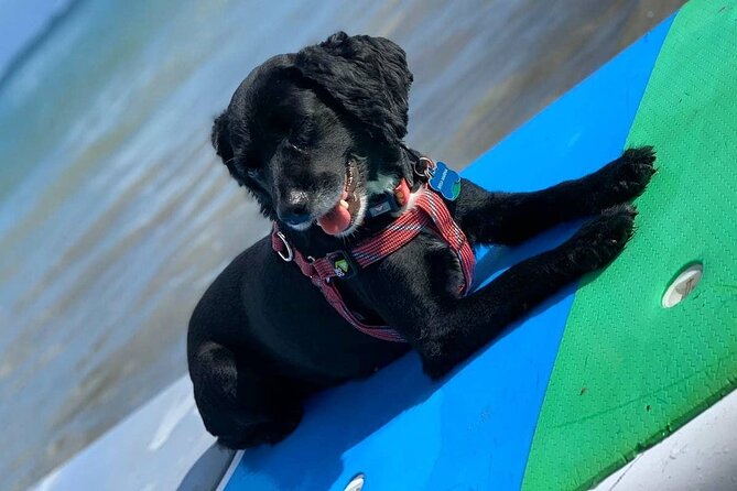 All Day PaddleBoard Rental - Reviews and Feedback