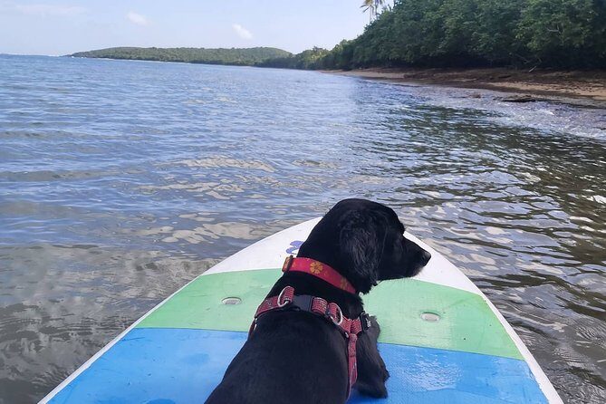 All-Day Paddleboard Rental  Fajardo, Puerto Rico - FAQ