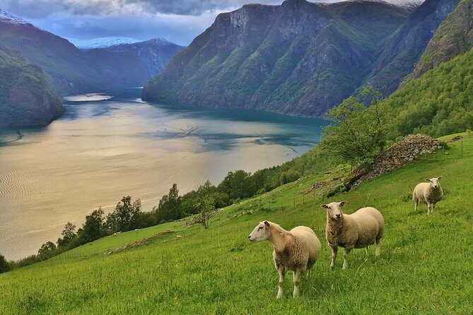 ALL ELECTRIC: Emission free tour to the World Heritage Fjords, 13 hours - An In-Depth Look at the Journey
