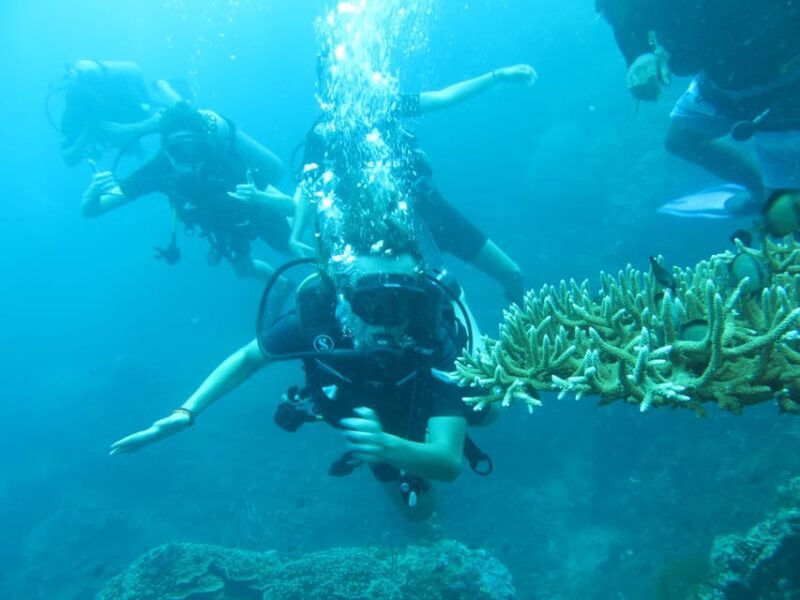 All Include Fun Dive at Menjangan Island - Price and Duration