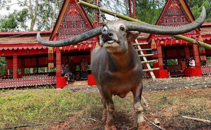 All Inclusive 3-Day Toraja Highland Tour from Makassar - Authentic Experiences and Practical Tips