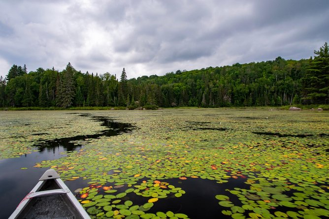 All-Inclusive Algonquin Backcountry Canoe Experience - Pricing and Packages