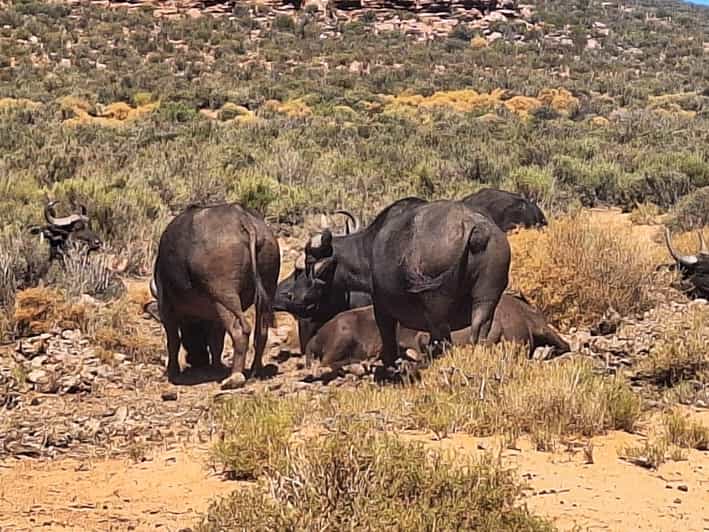 All-inclusive Big 5 Aquila Safari Game Drive Experience - Meals and Amenities