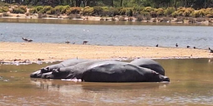 All-inclusive Big 5 Aquila Safari Game Drive Experience - Booking and Payment Options