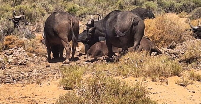 All-inclusive Big 5 Aquila Safari Game Drive Experience - Frequently Asked Questions