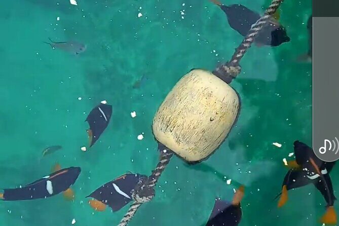 All-inclusive Colomitos cruise and Animas beach snorkeling - What the Price Buys You and Its Value