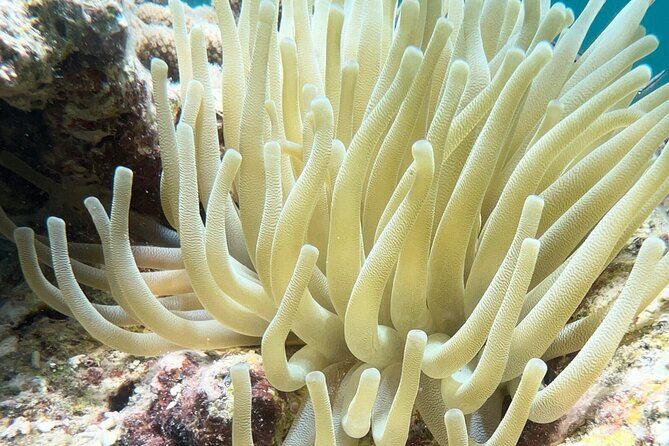 All-Inclusive Full-Day Private Boat Tour with Lunch & Drinks - The Sum Up