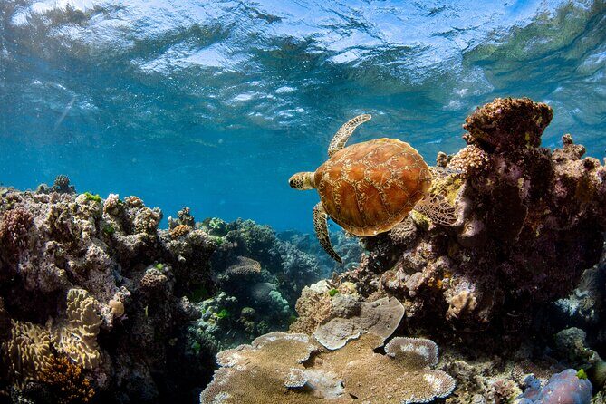 All Inclusive Great Barrier Reef Cruise w optional Scuba Diving - What Makes This Tour Stand Out?