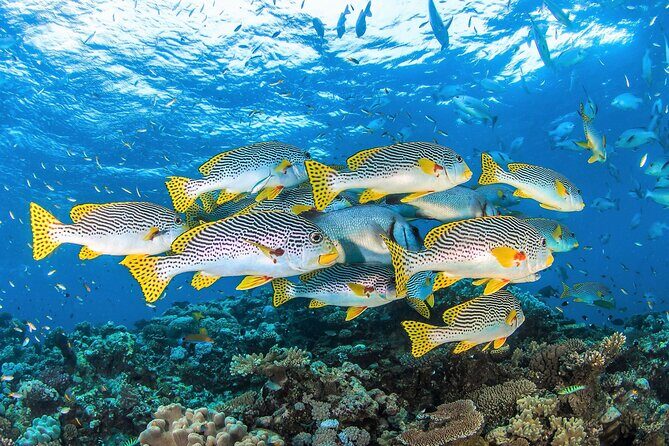 All Inclusive Great Barrier Reef Cruise w optional Scuba Diving - Authentic Feedback from Travelers