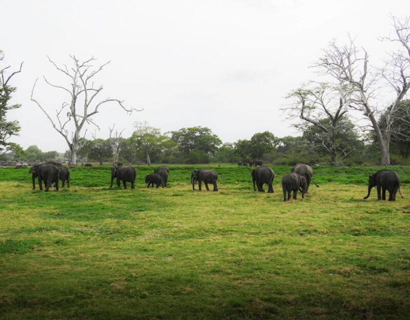 All-Inclusive Habarana HuruluEco Park Private Halfday Safari - Why This Safari Is Worth Considering