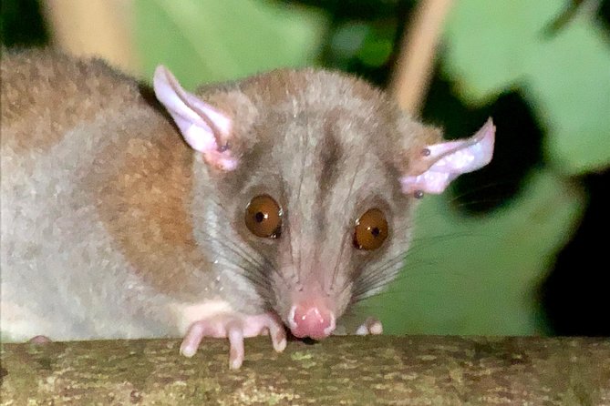 All-Inclusive Jungle Night Tour - Traveler Reviews and Experiences