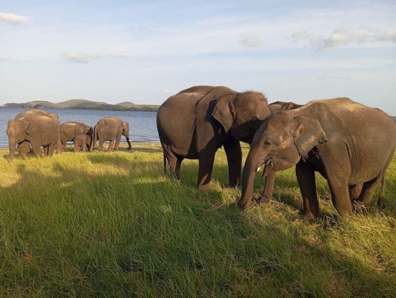 All Inclusive Minneriya National Park Safari With Hotel Pick - Good To Know