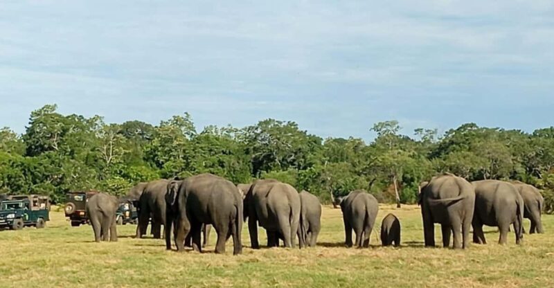 All Inclusive Minneriya National Park Safari With Hotel Pick - Transportation and Accessibility