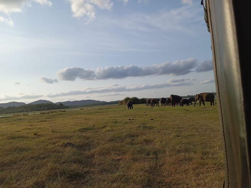 All Inclusive Minneriya National Park Safari With Hotel Pick - Safari Experience
