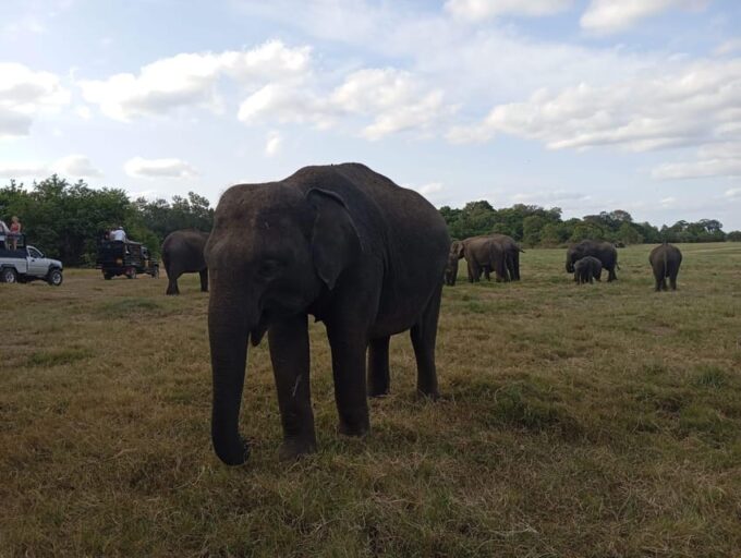 All Inclusive Minneriya National Park Safari With Hotel Pick - What to Bring