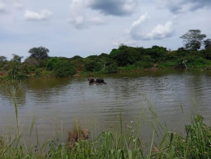 All Inclusive Minneriya National Park Safari With Hotel Pick - Customer Feedback
