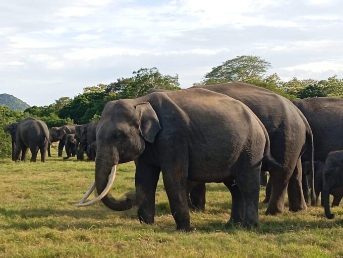 All Inclusive Minneriya National Park Safari With Hotel Pick - Booking and Cancellation