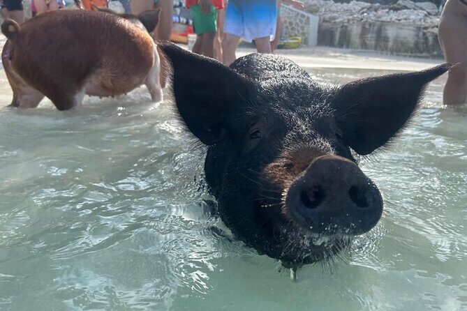 All Inclusive Pig Encounter, Snorkeling, Turtles, Lunch & Beach - What to Expect on This Bahamas Tour