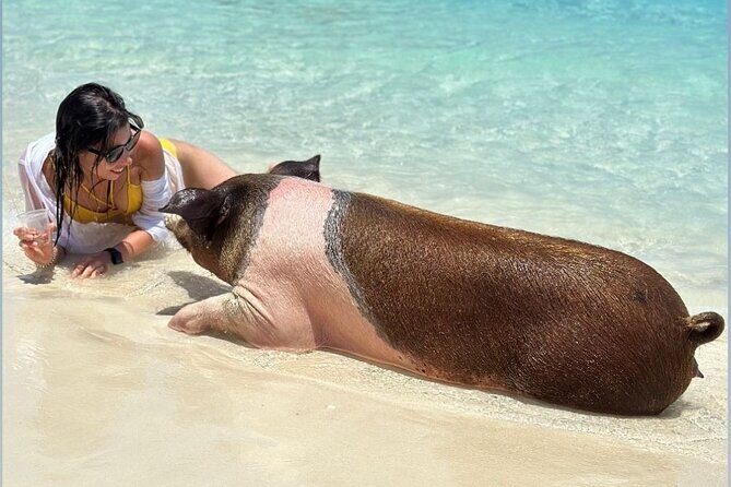 All Inclusive Pig Encounter, Snorkeling, Turtles, Lunch & Beach - The Bottom Line: Is It Worth It?