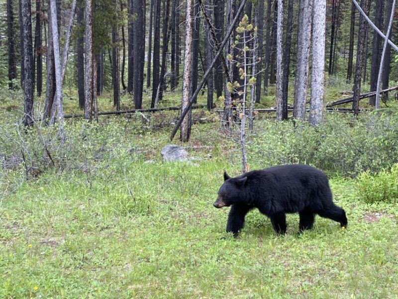 All-Inclusive Private Banff Tour with Hotel Transfer - The Value of This Tour