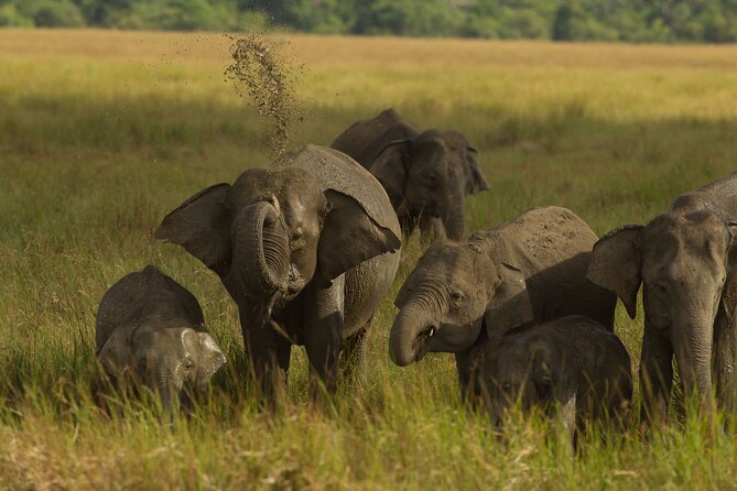 All Inclusive Private Safari in Minneriya National Park - Safari Experience Highlights