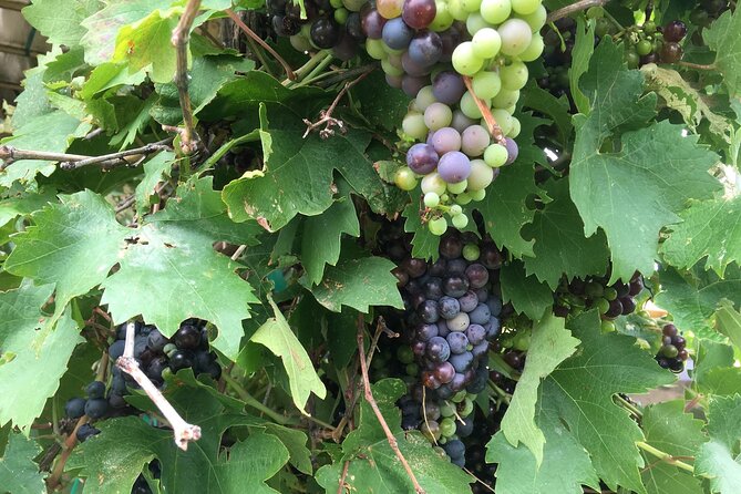 All Inclusive Sedona Join in Wine Tour 200+ 5 Star Reviews! - Booking and Transportation Details