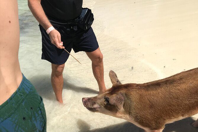 All Inclusive Swimming With The Pigs - Who Will Love This Tour?