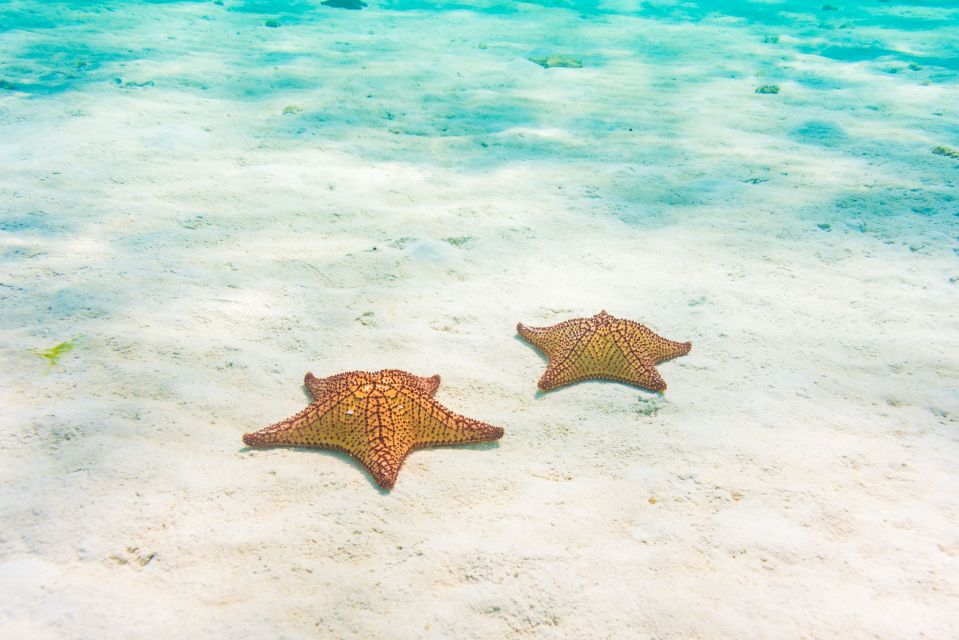All-Inclusive Tulum: 5hrs El Cielo Express in 50 Cranchi - Experience Requirements