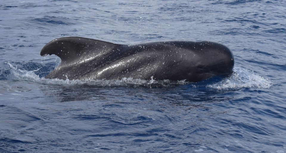 All Inclusive Whale and Dolphin Watching Luxury Tour - Wildlife Viewing