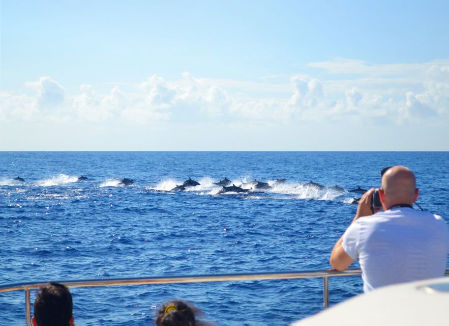All Inclusive Whale and Dolphin Watching Luxury Tour - Amenities and Inclusions