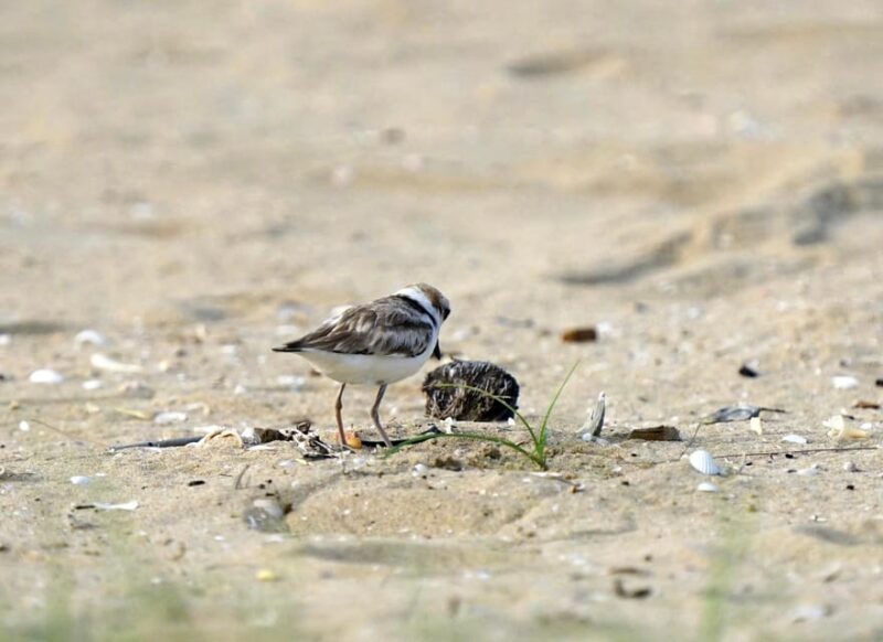 All Inclusive Wildlife Observation & Birdwatching Adventure - Expert Guidance and Unique Experiences