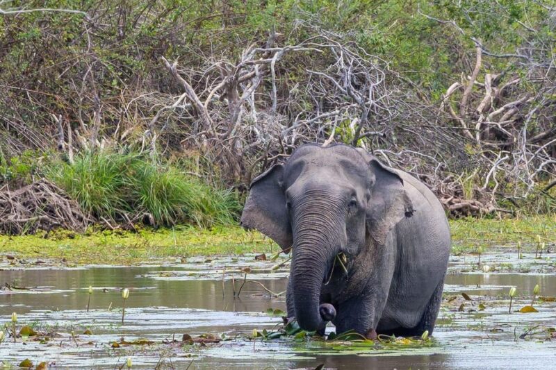 All Inclusive Wilpattu National Park: Safari Jeep Tour - Guided Safari Tour