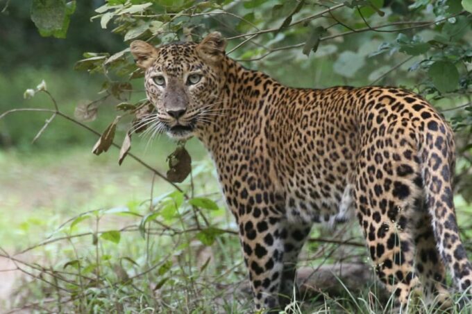 All Inclusive Wilpattu National Park: Safari Jeep Tour - Frequently Asked Questions